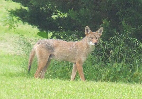 Coyote 6c.jpg