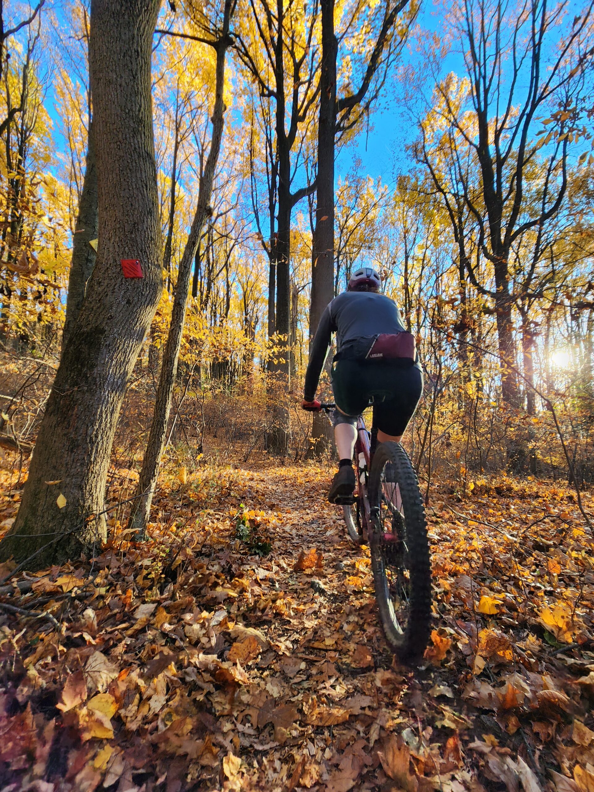 SME trail foliage